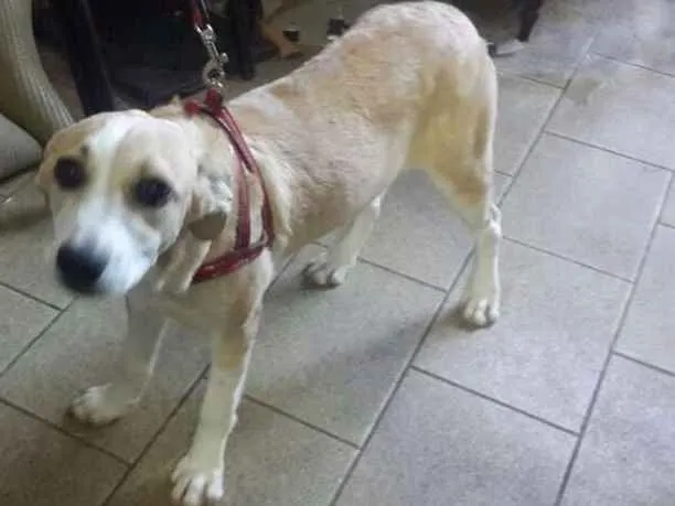 Cachorro ra a SRD idade 2 a 6 meses nome Aninha