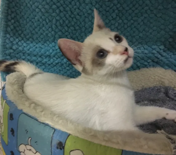 Gato ra a SRD idade 2 a 6 meses nome Bloomy
