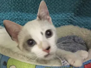 Gato raça SRD idade 2 a 6 meses nome Bloomy