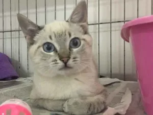 Gato raça SRD idade 2 a 6 meses nome Chuchu