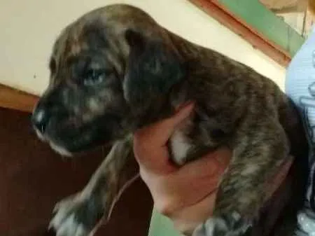 Cachorro ra a sem raça definida idade Abaixo de 2 meses nome sem nome