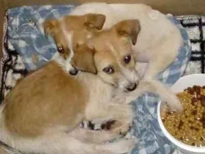 Cachorro raça Viralata idade 2 a 6 meses nome Pequeno