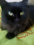 Pretinha 