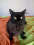 Pretinha 