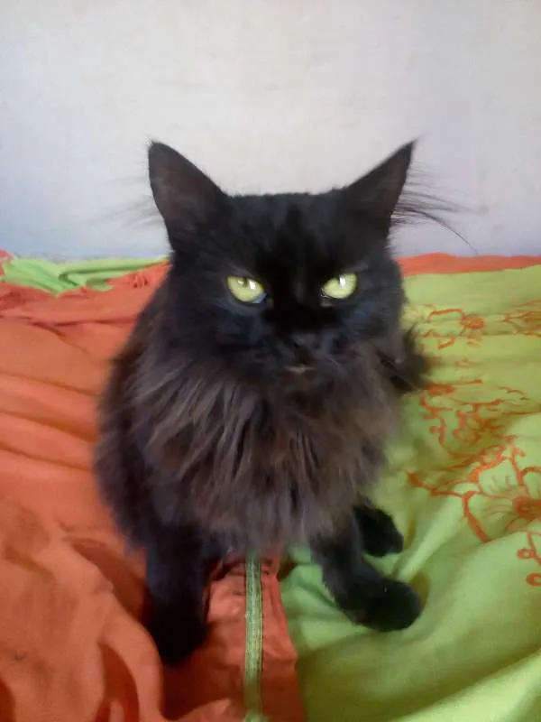 Gato ra a Nebelung idade 1 ano nome Pretinha 