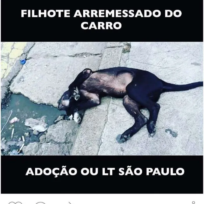 Cachorro ra a Filhote idade 2 a 6 meses nome Filhote