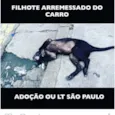 Filhote