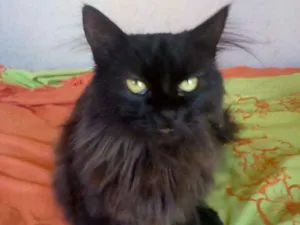 Gato raça Nebelung idade 1 ano nome Pretinha 