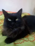 Pretinha 