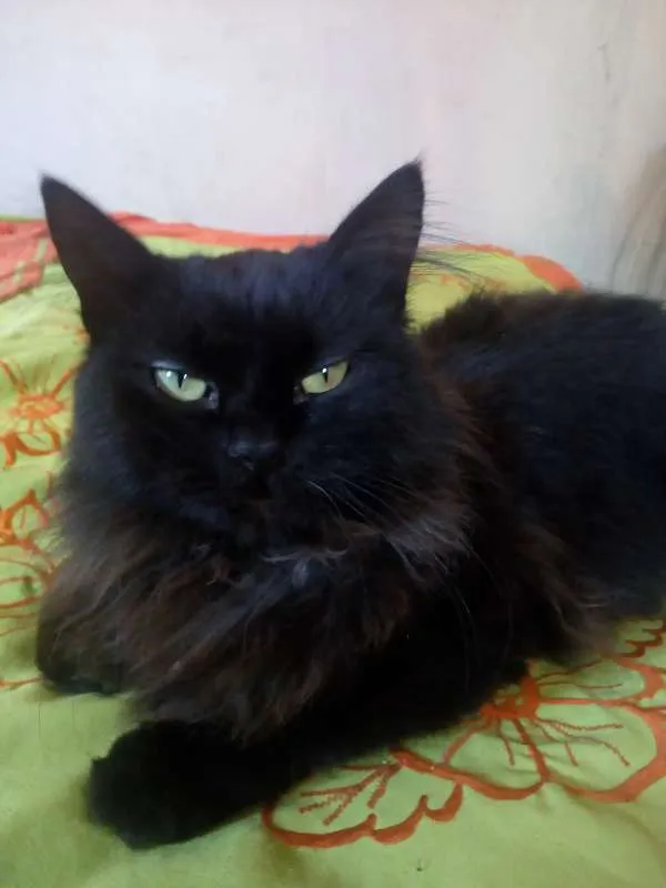 Gato ra a Nebelung idade 1 ano nome Pretinha 