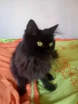 Pretinha 