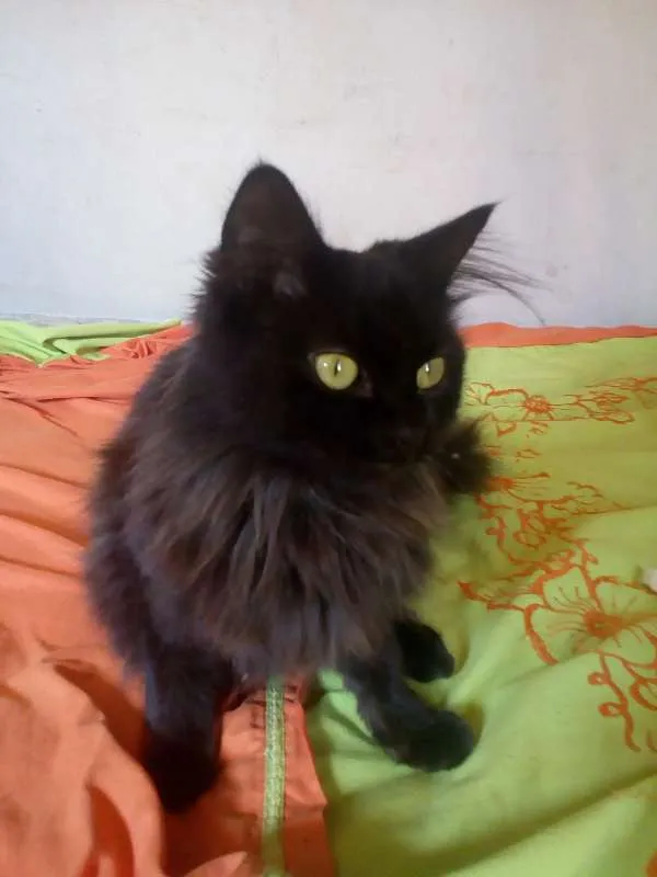 Gato ra a Nebelung idade 1 ano nome Pretinha 