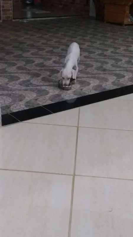 Cachorro raça Poodle idade 1 ano nome Bob
