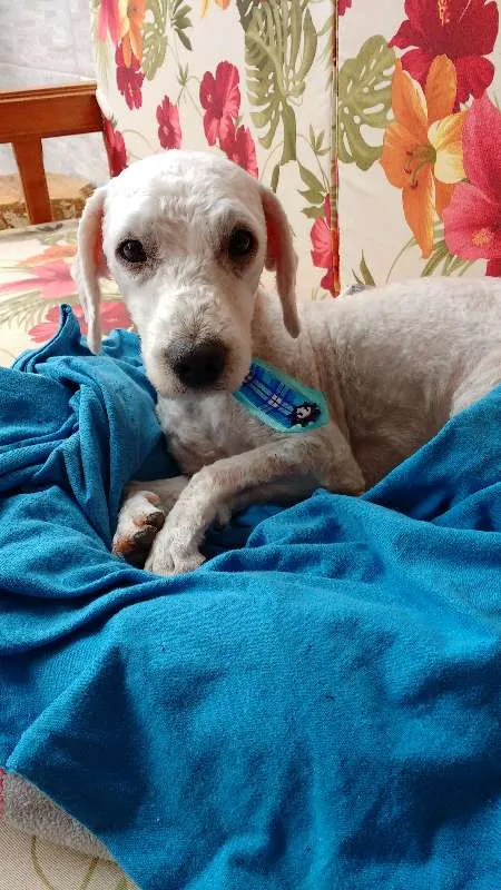 Cachorro raça Poodle idade 1 ano nome Bob