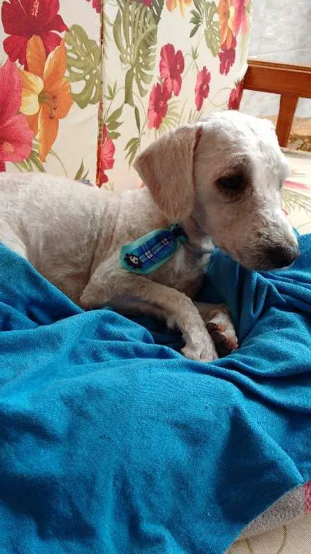 Cachorro raça Poodle idade 1 ano nome Bob