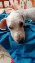 Bob