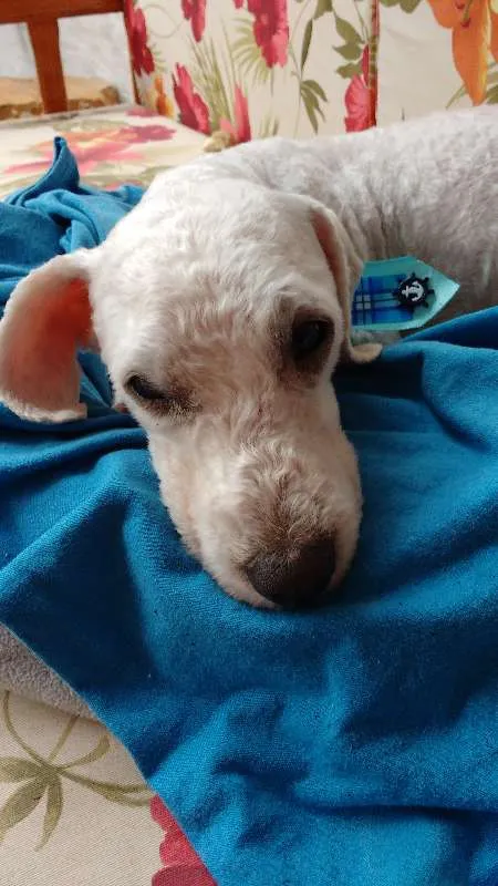 Cachorro raça Poodle idade 1 ano nome Bob