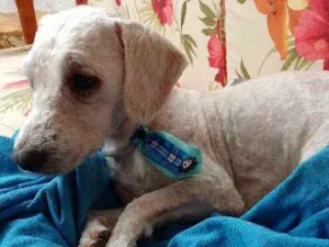 Cachorro raça Poodle idade 1 ano nome Bob