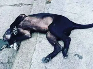 Cachorro raça Filhote idade 2 a 6 meses nome Filhote