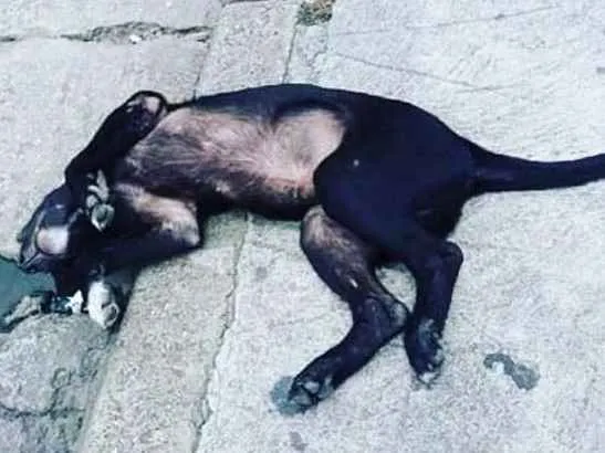 Cachorro ra a Filhote idade 2 a 6 meses nome Filhote