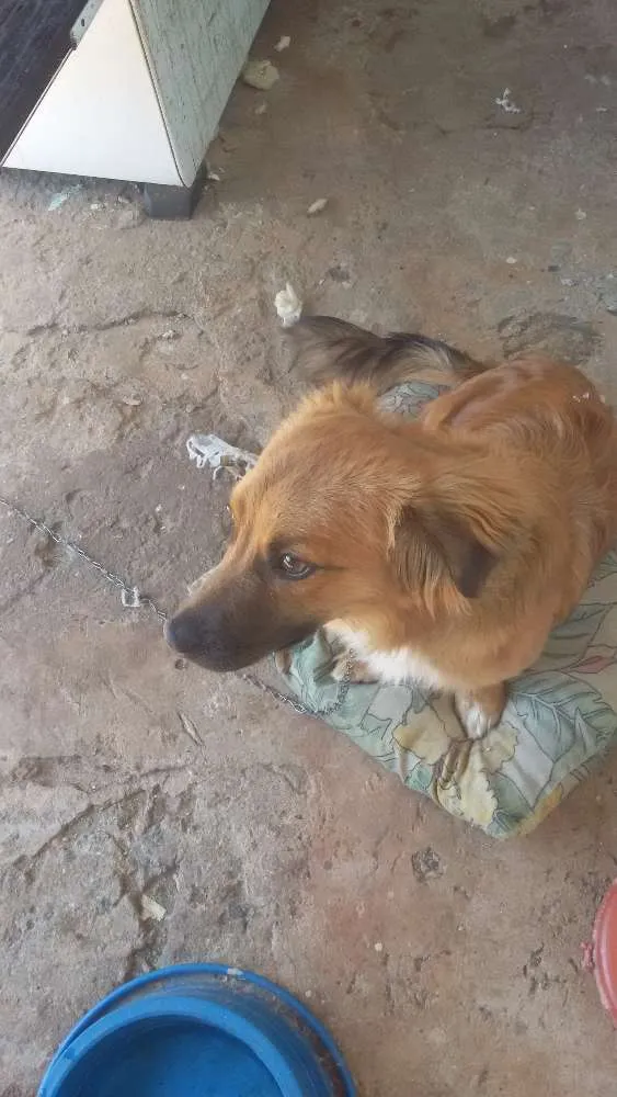 Cachorro ra a raça indefinida idade 7 a 11 meses nome sheik