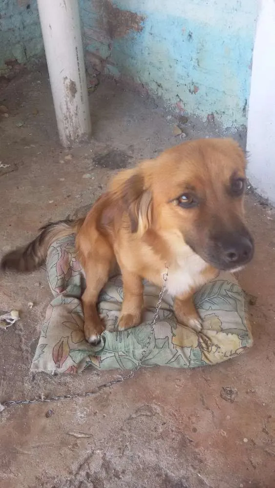 Cachorro ra a raça indefinida idade 7 a 11 meses nome sheik