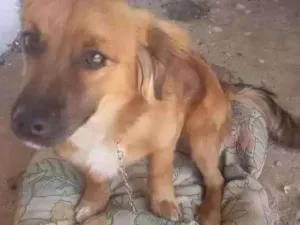 Cachorro raça raça indefinida idade 7 a 11 meses nome sheik