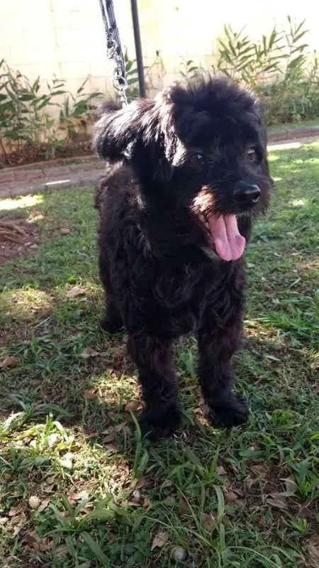 Cachorro ra a mix de poodle idade 1 ano nome Dinho