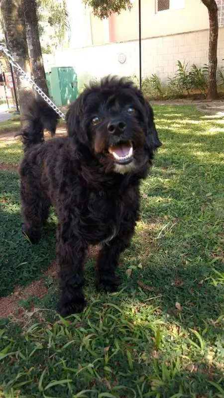 Cachorro ra a mix de poodle idade 1 ano nome Dinho