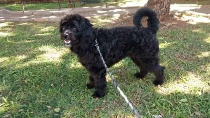Cachorro ra a mix de poodle idade 1 ano nome Dinho