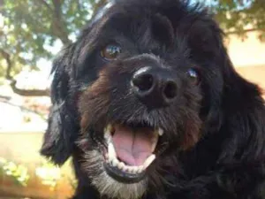 Cachorro raça mix de poodle idade 1 ano nome Dinho
