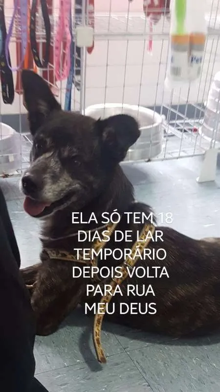Cachorro ra a Diego idade 7 a 11 meses nome Diego