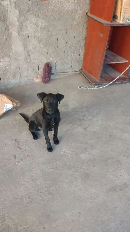 Cachorro ra a Desconhecida idade 1 ano nome Negão