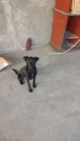 Negão