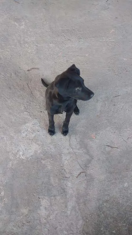 Cachorro ra a Desconhecida idade 1 ano nome Negão