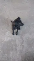 Negão