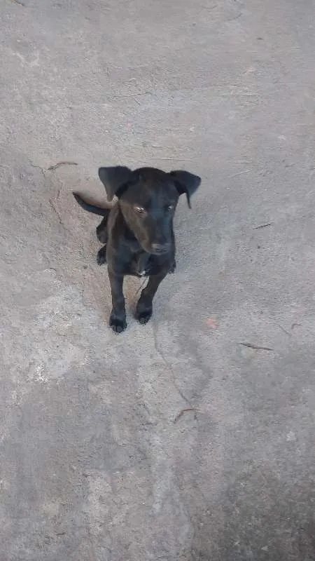Cachorro ra a Desconhecida idade 1 ano nome Negão