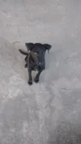 Negão