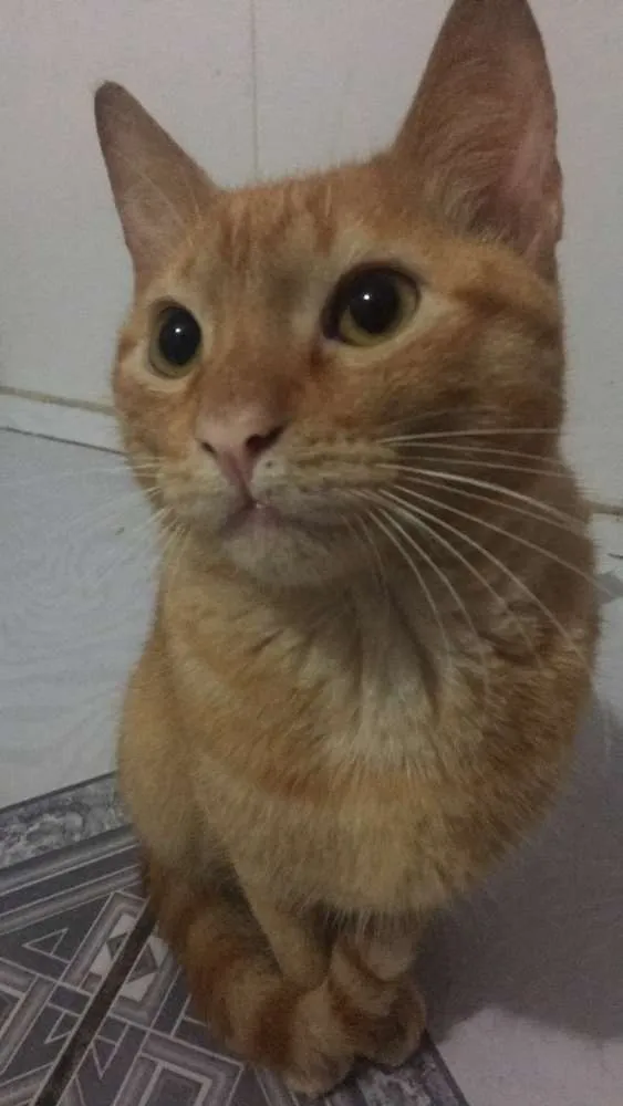 Gato raça SRD idade 2 a 6 meses nome Killie 
