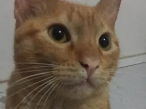 Gato raça SRD idade 2 a 6 meses nome Killie 