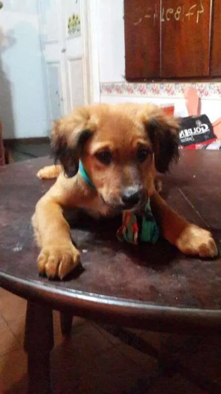 Cachorro ra a SRD idade 2 a 6 meses nome Bilu