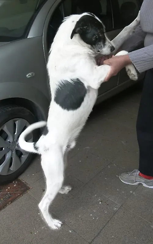 Cachorro ra a mestiço idade 1 ano nome Presidente