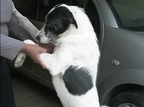 Cachorro ra a mestiço idade 1 ano nome Presidente