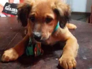 Cachorro raça SRD idade 2 a 6 meses nome Bilu