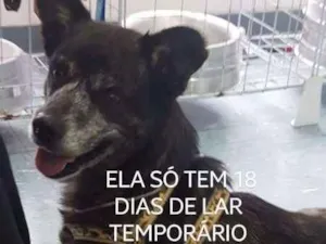 Cachorro raça Diego idade 7 a 11 meses nome Diego