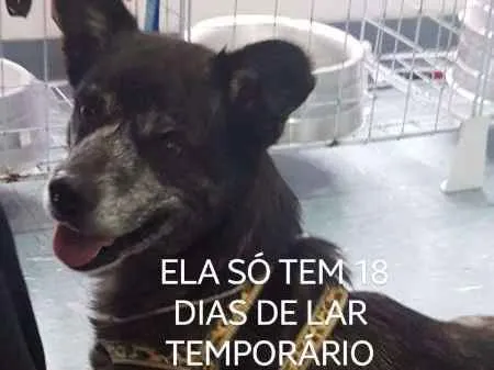 Cachorro ra a Diego idade 7 a 11 meses nome Diego