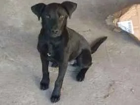 Cachorro raça Desconhecida idade 1 ano nome Negão