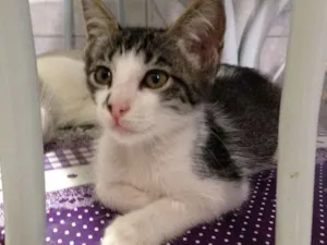 Gato raça SRD idade 2 a 6 meses nome Flor