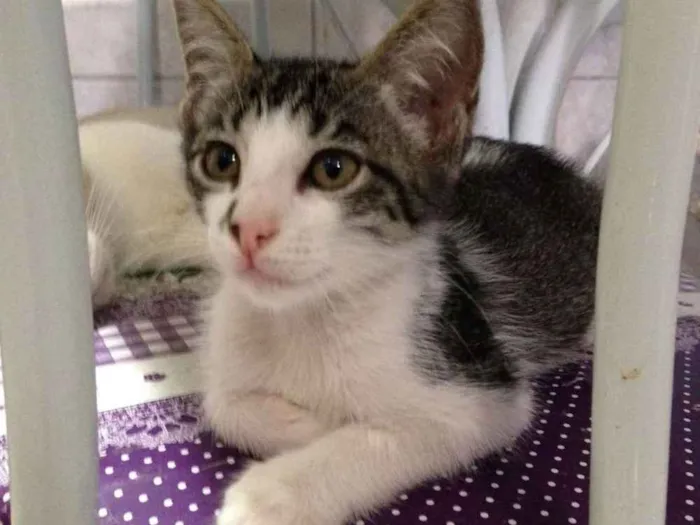 Gato ra a SRD idade 2 a 6 meses nome Flor