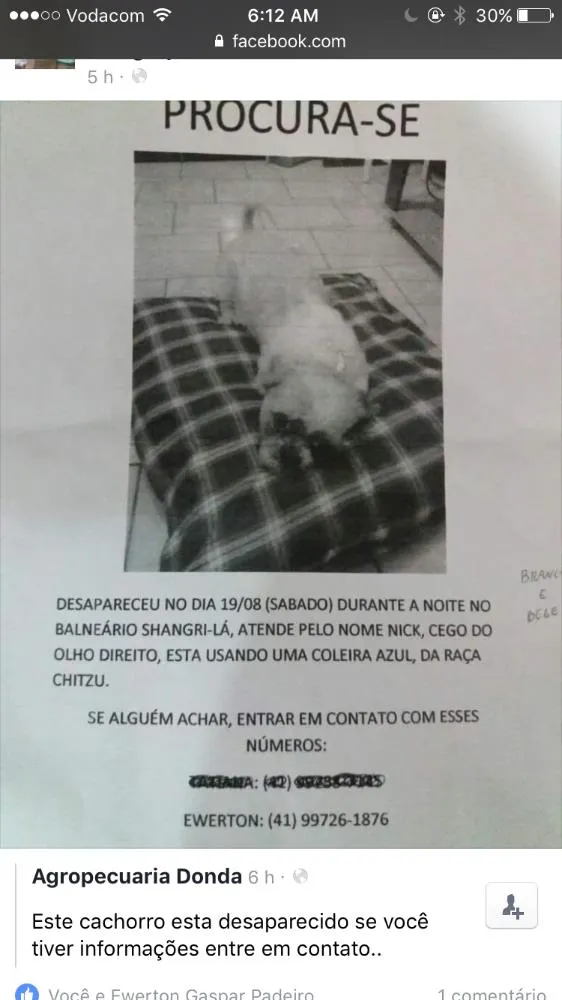 Cachorro ra a Shitzu idade 6 ou mais anos nome Nikki 